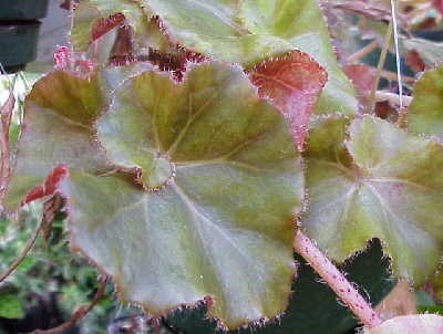 B. ‘Frosty Fairyland’